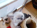 2 Scottish, 3 Blue Point Bebeklerimiz