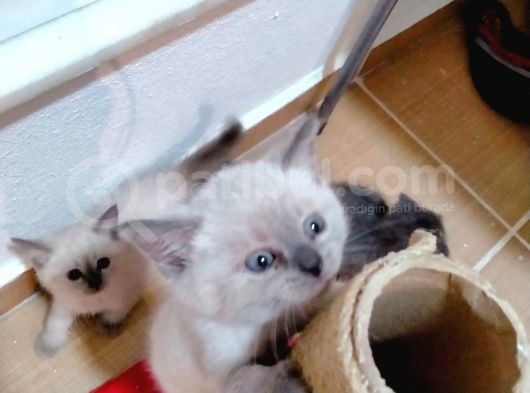 2 Scottish, 3 Blue Point Bebeklerimiz görsel
