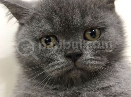 Safkan Yarışma Duzeyinde British Erkek Yavru Kedi görsel