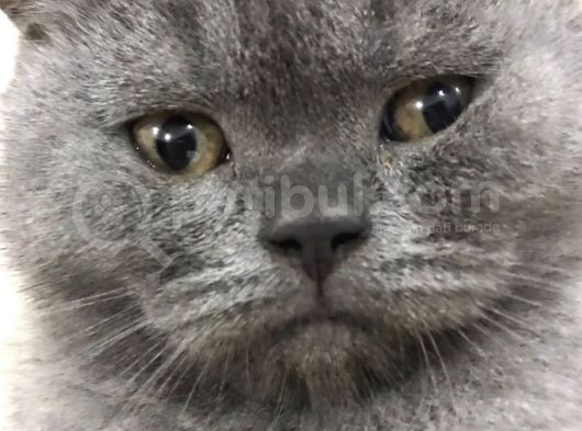 Safkan Yarışma Duzeyinde British Erkek Yavru Kedi görsel