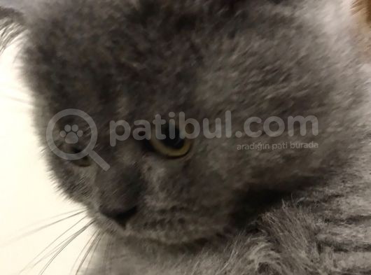 Safkan Yarışma Duzeyinde British Erkek Yavru Kedi