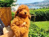 5 Aylık Red Yavrularımız