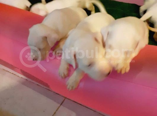 1.Sinif Irk Garantili Dogo Yavrularimiz görsel