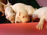 1.sinif Irk Garantili Dogo Yavrularimiz