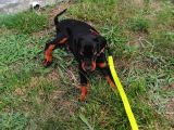 A Secereli Siyah Dişi Yavru Doberman