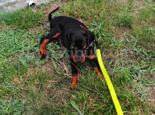 A Secereli Siyah Dişi Yavru Doberman görsel