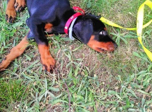 A Secereli Siyah Dişi Yavru Doberman görsel