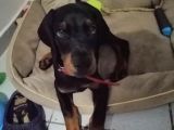 A Secereli Siyah Dişi Yavru Doberman