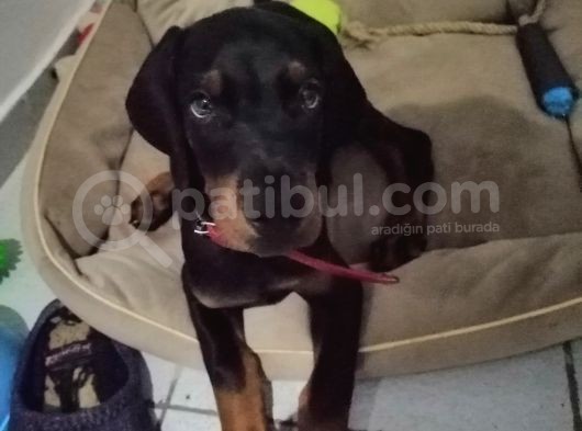 A Secereli Siyah Dişi Yavru Doberman görsel