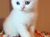 Show Kalite Beyaz Ve Silver Whiscas Yavrular