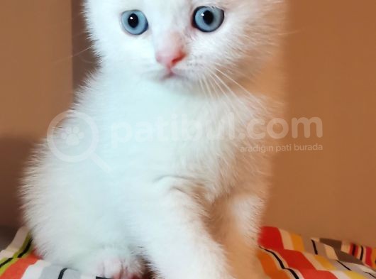 Show Kalite Beyaz Ve Silver Whiscas Yavrular görsel