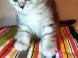 Show Kalite Beyaz Ve Silver Whiscas Yavrular