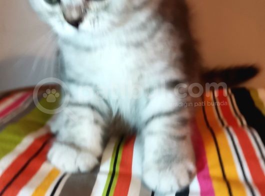 Show Kalite Beyaz Ve Silver Whiscas Yavrular