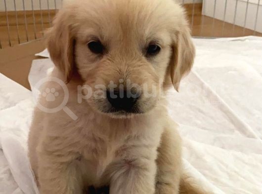 Baby Face Golden Yavrumuz Aşılı Karneli