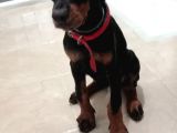 A Secereli Siyah Dişi Yavru Doberman