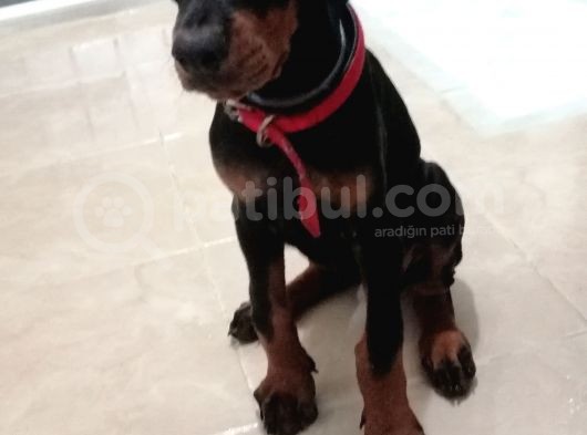 A Secereli Siyah Dişi Yavru Doberman
