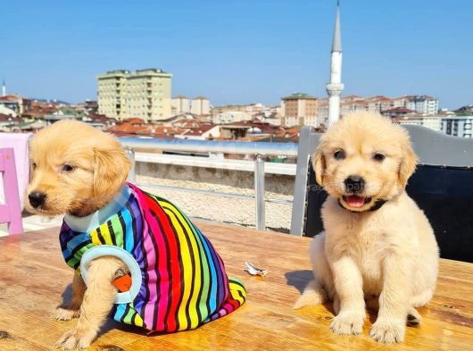 2 Aylık Golden Yavruları görsel