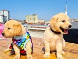 2 Aylık Golden Yavruları