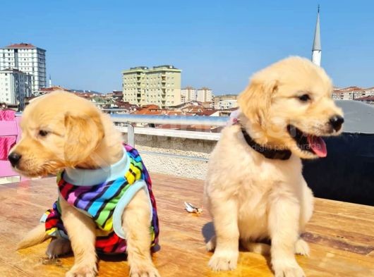 2 Aylık Golden Yavruları görsel