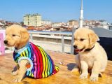 2 Aylık Golden Yavruları