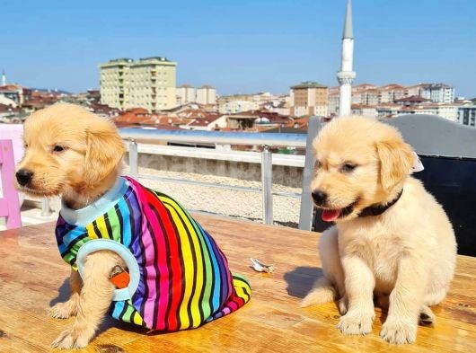 2 Aylık Golden Yavruları görsel