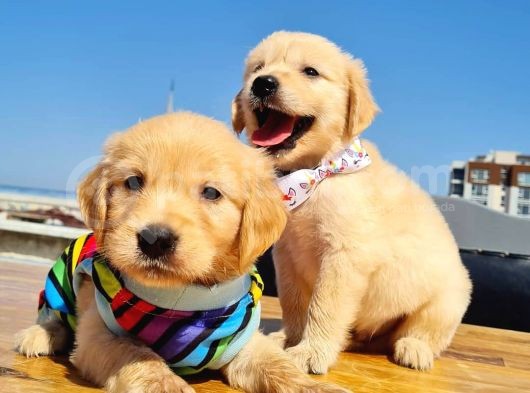 2 Aylık Golden Yavruları görsel