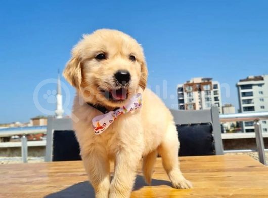 2 Aylık Golden Yavruları görsel