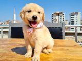 2 Aylık Golden Yavruları