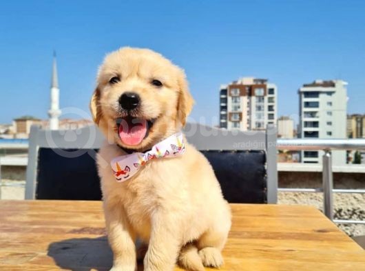 2 Aylık Golden Yavruları