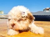 2 Aylık A Kalite Morkie Yavrusu