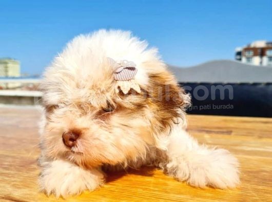 2 Aylık A Kalite Morkie Yavrusu görsel