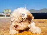 2 Aylık A Kalite Morkie Yavrusu
