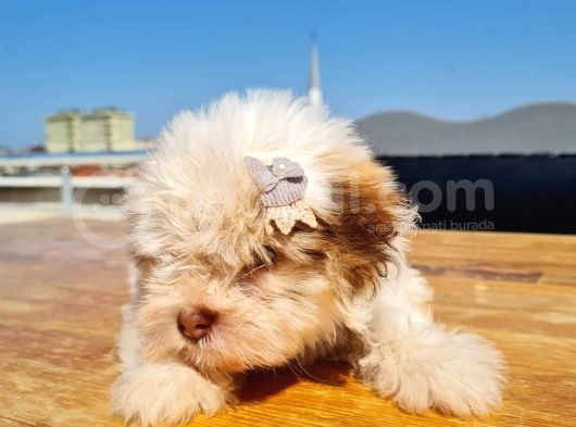 2 Aylık A Kalite Morkie Yavrusu görsel
