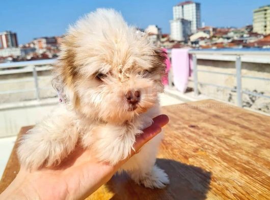 2 Aylık A Kalite Morkie Yavrusu