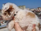 2 Aylık A Kalite Morkie Yavrusu