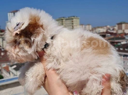 2 Aylık A Kalite Morkie Yavrusu görsel