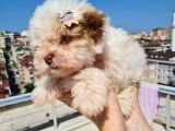 2 Aylık A Kalite Morkie Yavrusu