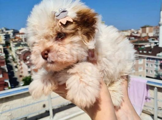 2 Aylık A Kalite Morkie Yavrusu görsel