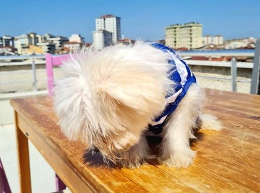 3 Aylık Maltese görsel