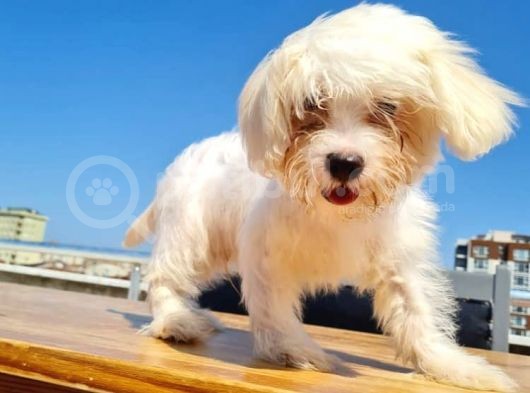 3 Aylık Maltese görsel