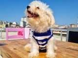 3 Aylık Maltese