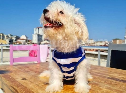3 Aylık Maltese