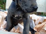 Mersin Safkan Cane Corso Blue Bebekler