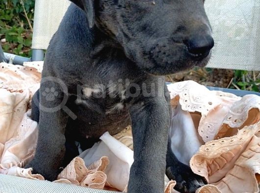 Mersin Safkan Cane Corso Blue Bebekler görsel