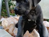 Mersin Safkan Cane Corso Blue Bebekler