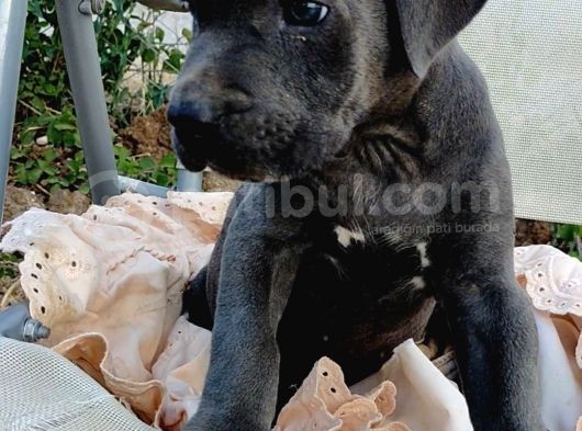 Mersin Safkan Cane Corso Blue Bebekler görsel