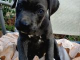 Mersin Safkan Cane Corso Blue Bebekler
