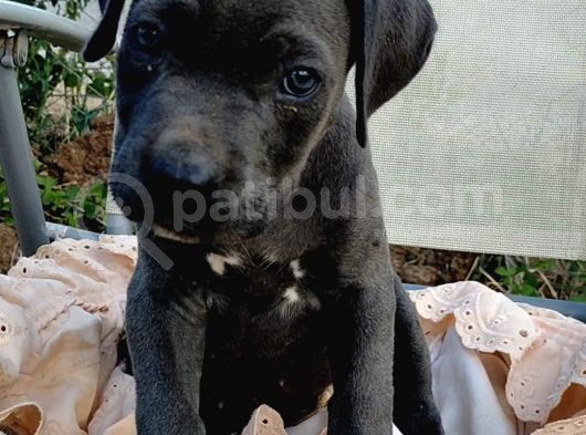 Mersin Safkan Cane Corso Blue Bebekler görsel