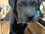 Mersin Safkan Cane Corso Blue Bebekler