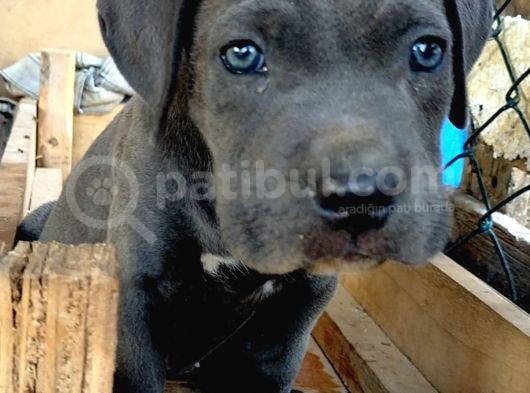 Mersin Safkan Cane Corso Blue Bebekler görsel